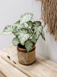 Begonia Plant | 40cm Faux Plants & Foliage Wander & Wild 