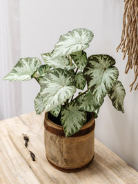 Begonia Plant | 40cm Faux Plants & Foliage Wander & Wild 