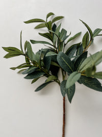 Olive Spray Stem | 40cm Wander & Wild 