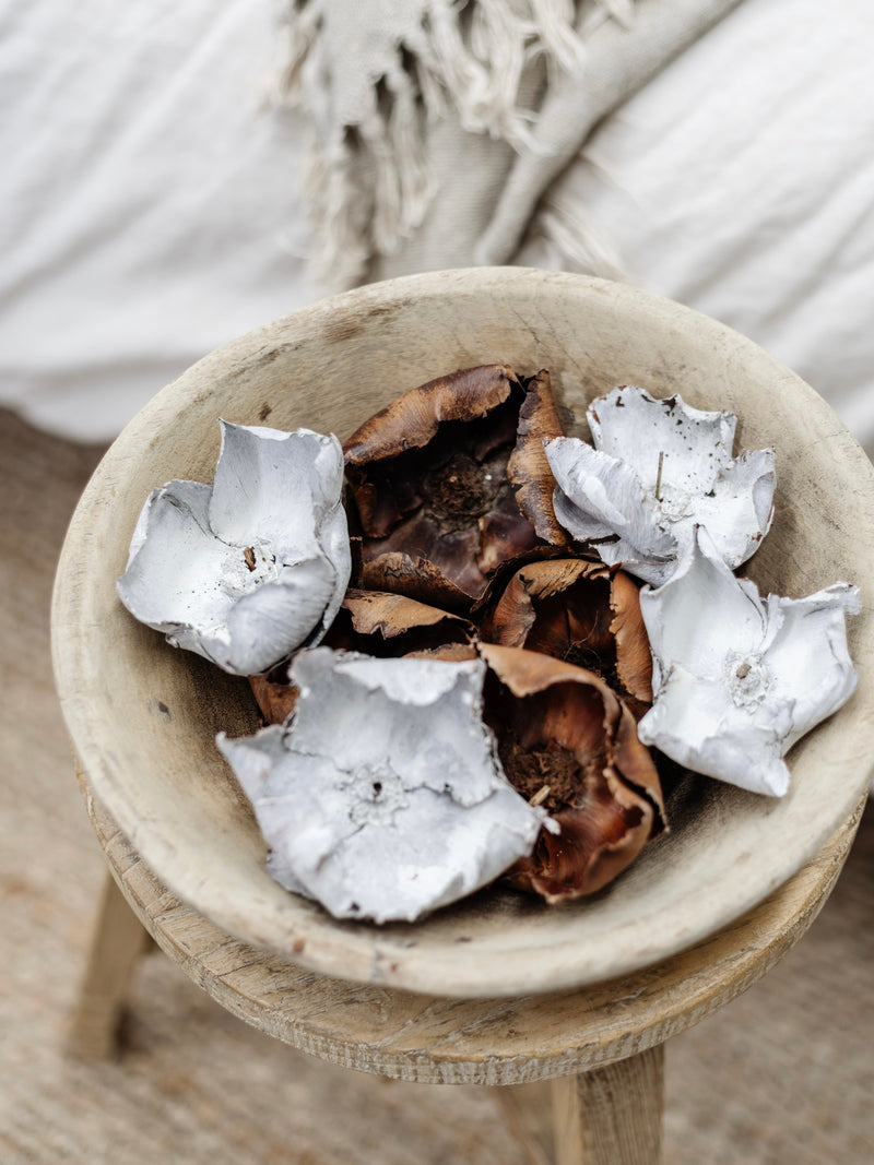 Preserved Palm Flower Caps (x2) | Natural Preserved Stems Wander & Wild 