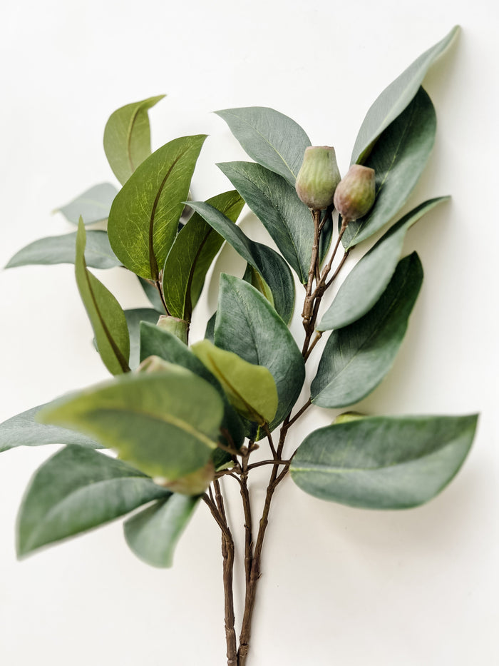 Eucalyptus Gum Nut Stem | 61cm Wander & Wild 