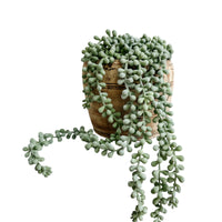 String Of Pearls Faux Plants & Foliage Wander & Wild 