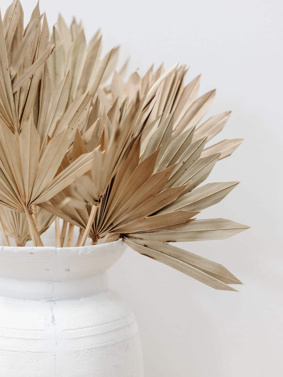 Dried Palm Fans | Natural Preserved Stems Wander & Wild 