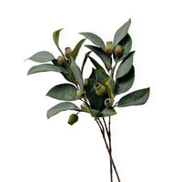 Eucalyptus Branch Stem | 73cm Wander & Wild 