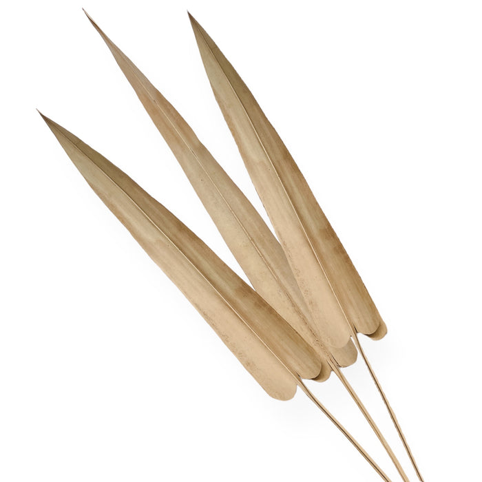 Dried Palm Arrow (x2) | 60cm Wander & Wild 