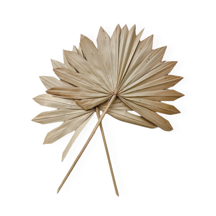 Dried Palm Fans | Natural - Wander & Wild Home