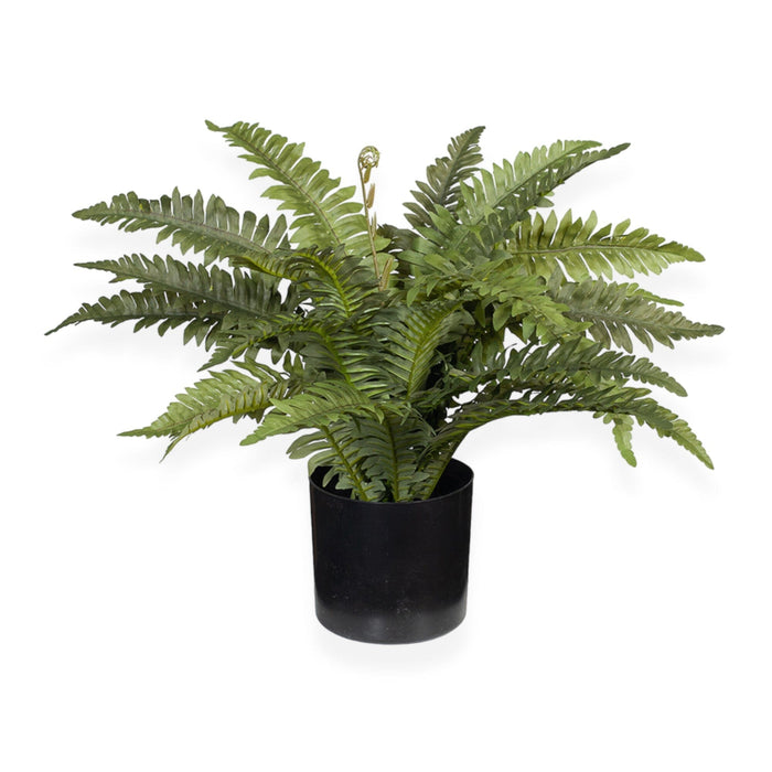 Boston Fern | 40cm Wander & Wild 