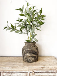 Eucalyptus Tree | 90cm Wander & Wild 