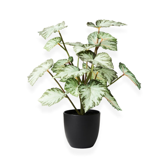 Begonia | 40cm Wander & Wild 